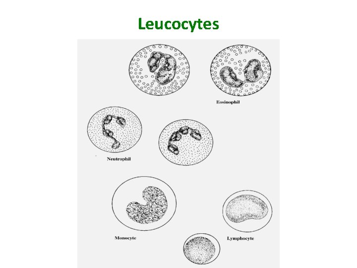 Leucocytes 