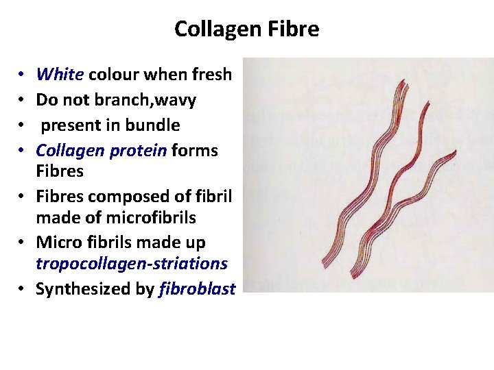 Collagen Fibre White colour when fresh Do not branch, wavy present in bundle Collagen