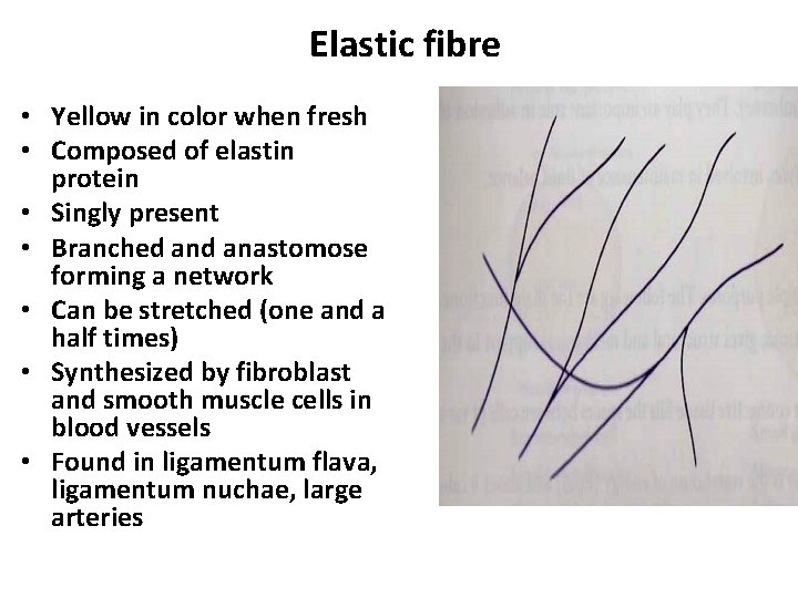 Elastic fibre • Yellow in color when fresh • Composed of elastin protein •