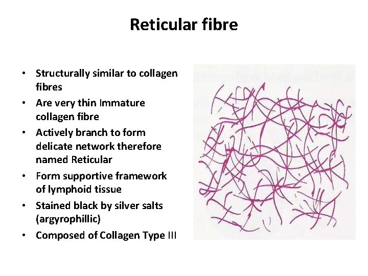 Reticular fibre • Structurally similar to collagen fibres • Are very thin Immature collagen