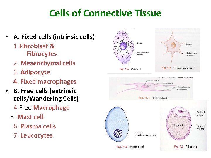Cells of Connective Tissue • A. Fixed cells (intrinsic cells) 1. Fibroblast & Fibrocytes
