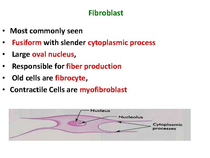 Fibroblast • • • Most commonly seen Fusiform with slender cytoplasmic process Large oval