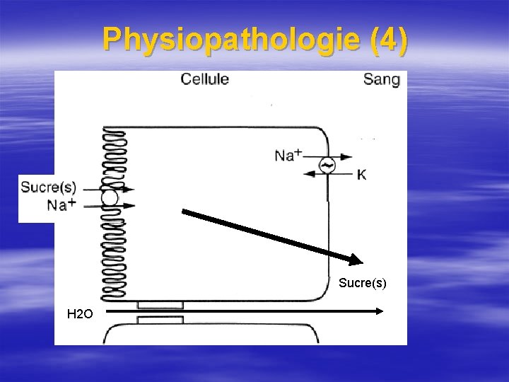 Physiopathologie (4) Sucre(s) H 2 O 