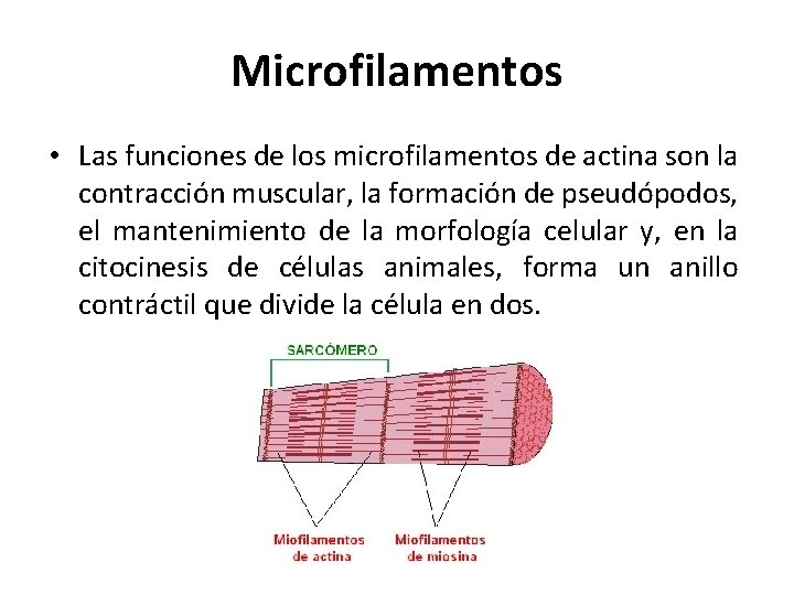 Microfilamentos • Las funciones de los microfilamentos de actina son la contracción muscular, la