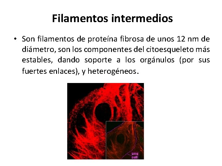 Filamentos intermedios • Son filamentos de proteína fibrosa de unos 12 nm de diámetro,