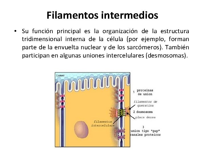 Filamentos intermedios • Su función principal es la organización de la estructura tridimensional interna