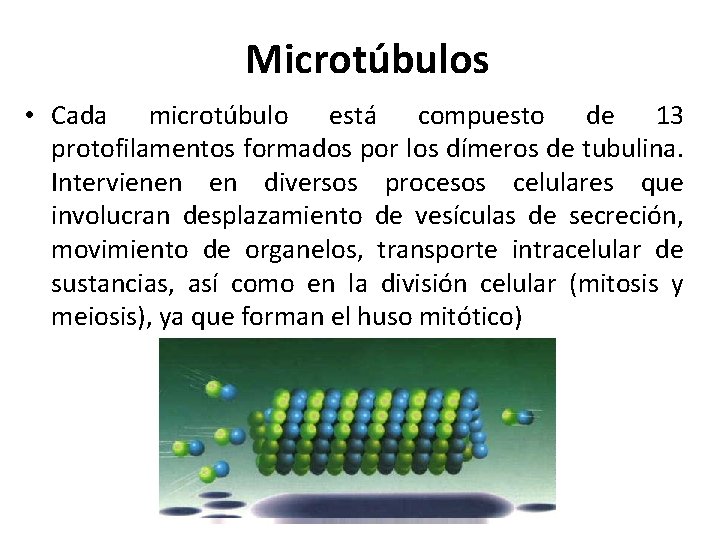 Microtúbulos • Cada microtúbulo está compuesto de 13 protofilamentos formados por los dímeros de