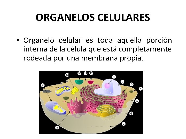 ORGANELOS CELULARES • Organelo celular es toda aquella porción interna de la célula que
