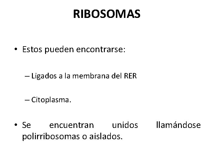 RIBOSOMAS • Estos pueden encontrarse: – Ligados a la membrana del RER – Citoplasma.