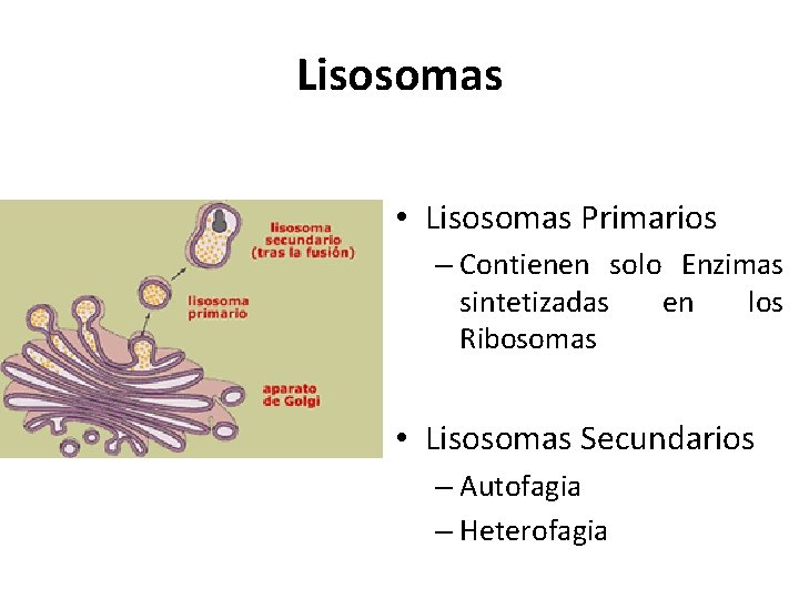 Lisosomas • Lisosomas Primarios – Contienen solo Enzimas sintetizadas en los Ribosomas • Lisosomas