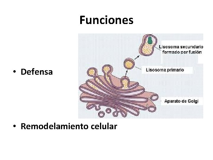 Funciones • Defensa • Remodelamiento celular 