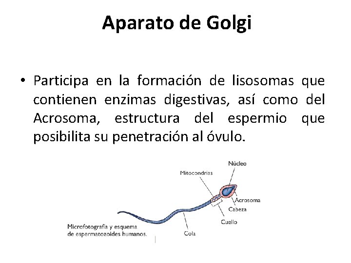 Aparato de Golgi • Participa en la formación de lisosomas que contienen enzimas digestivas,