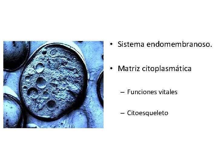  • Sistema endomembranoso. • Matriz citoplasmática – Funciones vitales – Citoesqueleto 