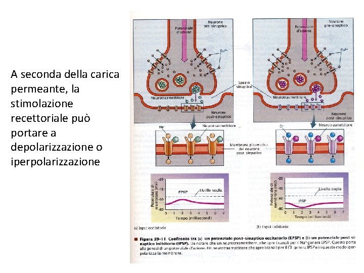 A seconda della carica permeante, la stimolazione recettoriale può portare a depolarizzazione o iperpolarizzazione