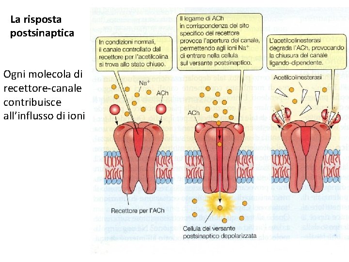 La risposta postsinaptica Ogni molecola di recettore-canale contribuisce all’influsso di ioni 