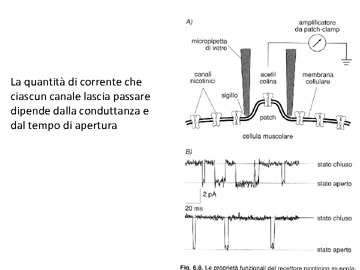La quantità di corrente che ciascun canale lascia passare dipende dalla conduttanza e dal