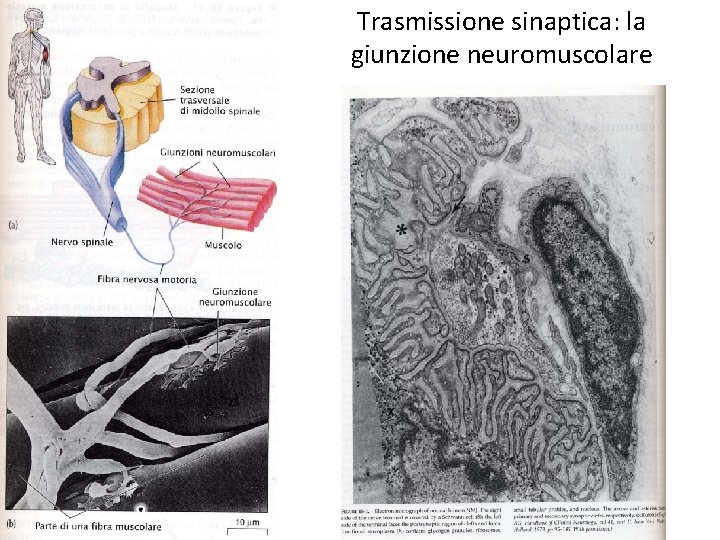 Trasmissione sinaptica: la giunzione neuromuscolare 