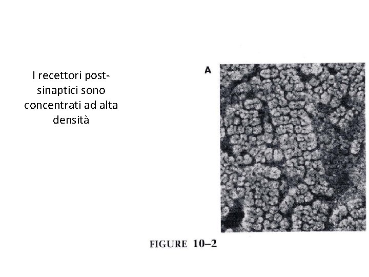 I recettori postsinaptici sono concentrati ad alta densità 