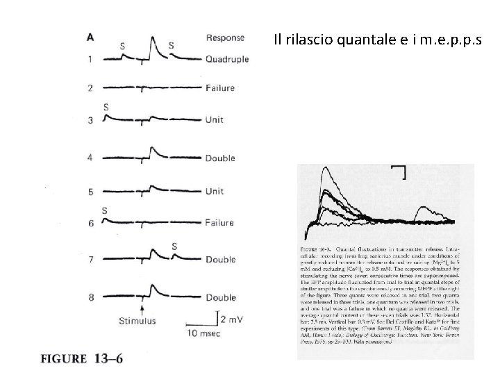 Il rilascio quantale e i m. e. p. p. s 
