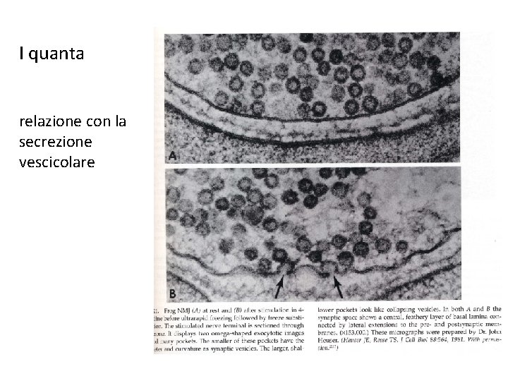 I quanta relazione con la secrezione vescicolare 