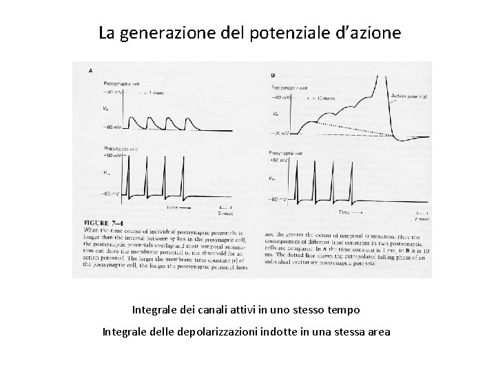 La generazione del potenziale d’azione Integrale dei canali attivi in uno stesso tempo Integrale