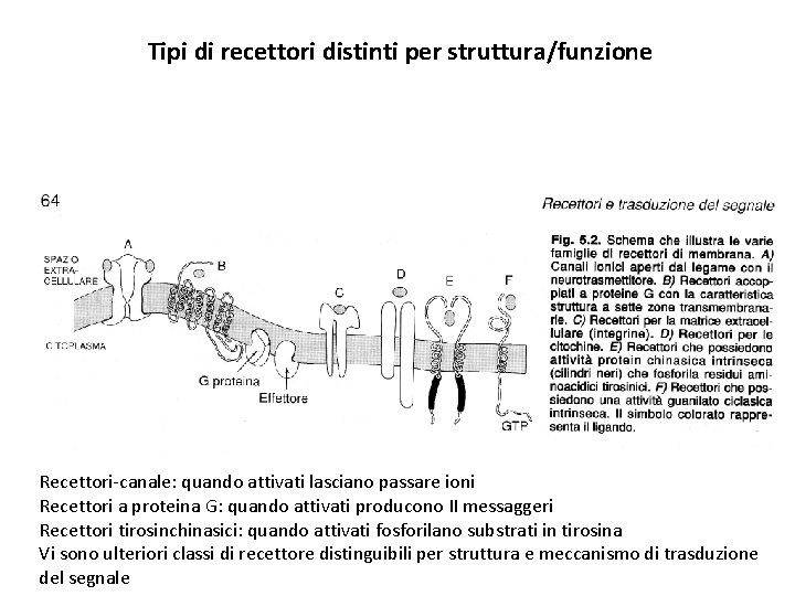 Tipi di recettori distinti per struttura/funzione Recettori-canale: quando attivati lasciano passare ioni Recettori a