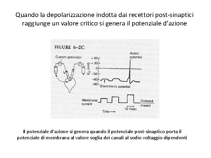 Quando la depolarizzazione indotta dai recettori post-sinaptici raggiunge un valore critico si genera il