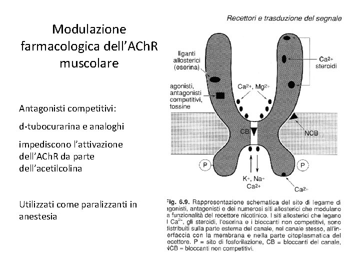 Modulazione farmacologica dell’ACh. R muscolare Antagonisti competitivi: d-tubocurarina e analoghi impediscono l’attivazione dell’ACh. R