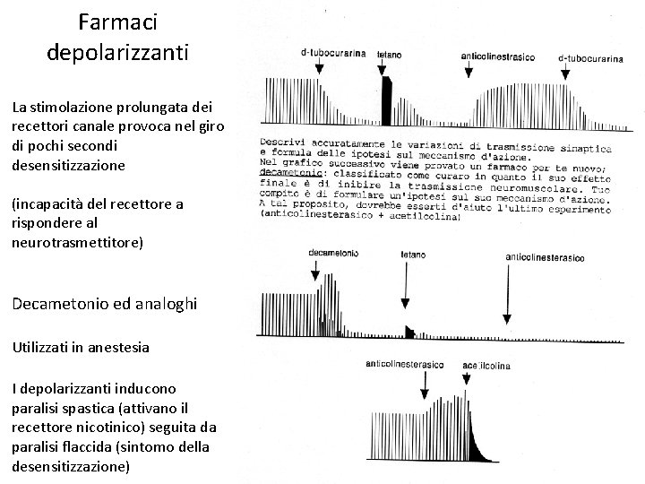 Farmaci depolarizzanti La stimolazione prolungata dei recettori canale provoca nel giro di pochi secondi