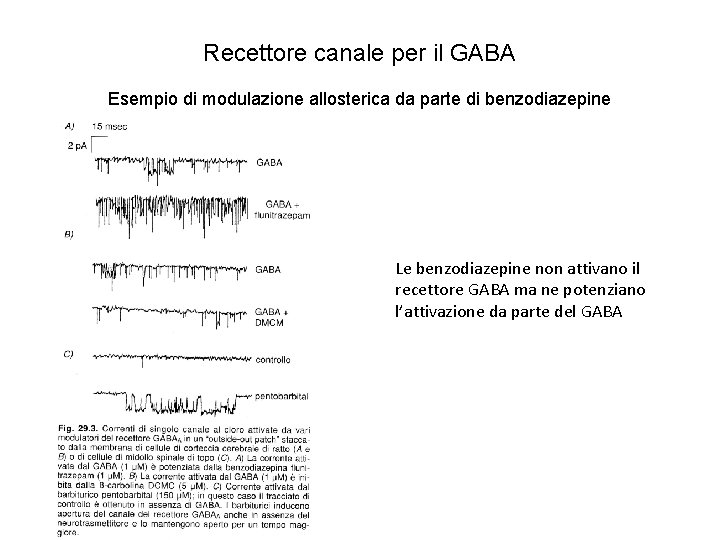 Recettore canale per il GABA Esempio di modulazione allosterica da parte di benzodiazepine Le