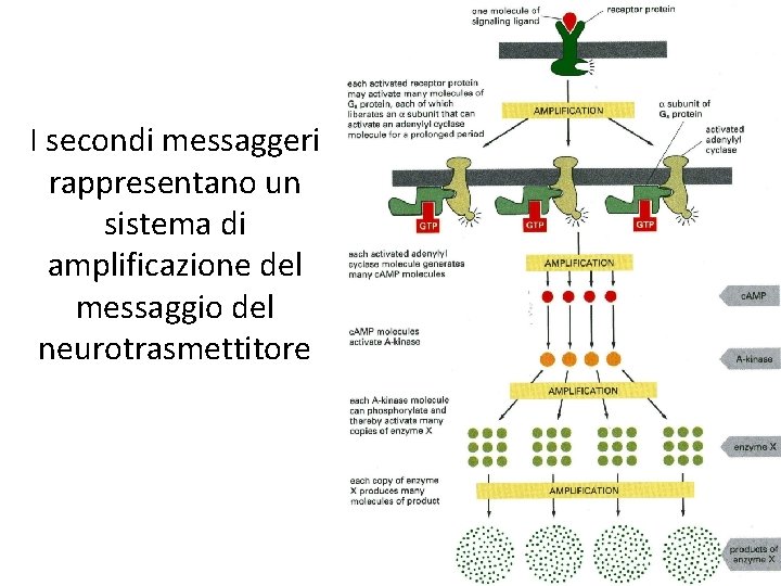 I secondi messaggeri rappresentano un sistema di amplificazione del messaggio del neurotrasmettitore 