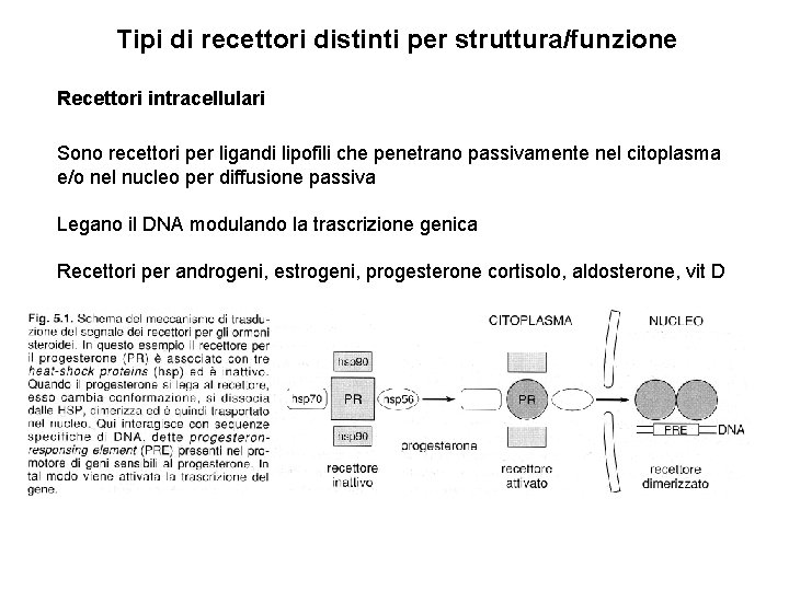 Tipi di recettori distinti per struttura/funzione Recettori intracellulari Sono recettori per ligandi lipofili che