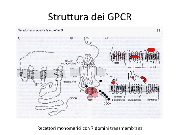 Struttura dei GPCR Recettori monomerici con 7 domini transmembrana 