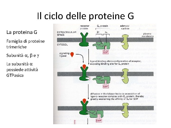 Il ciclo delle proteine G La proteina G Famiglia di proteine trimeriche Subunità a,