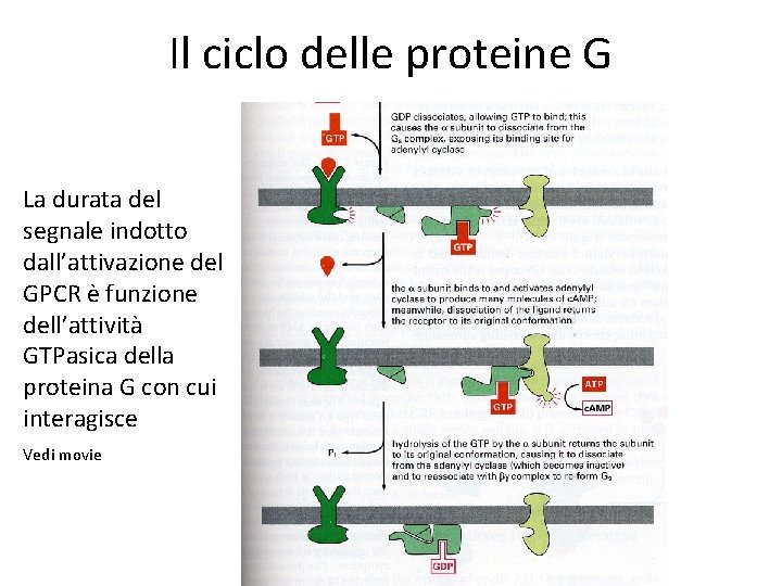 Il ciclo delle proteine G La durata del segnale indotto dall’attivazione del GPCR è