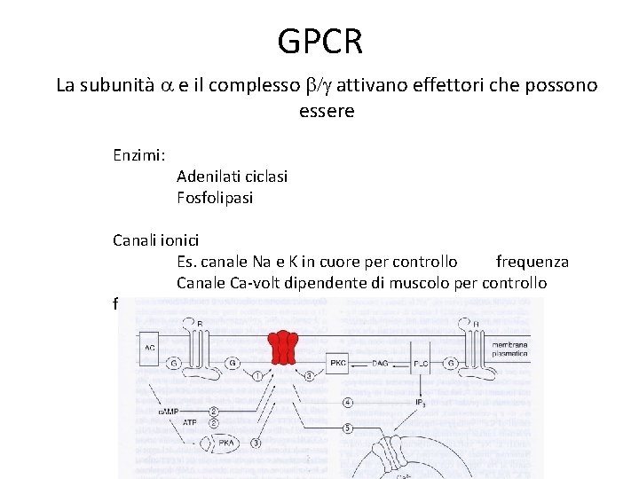 GPCR La subunità a e il complesso b/g attivano effettori che possono essere Enzimi: