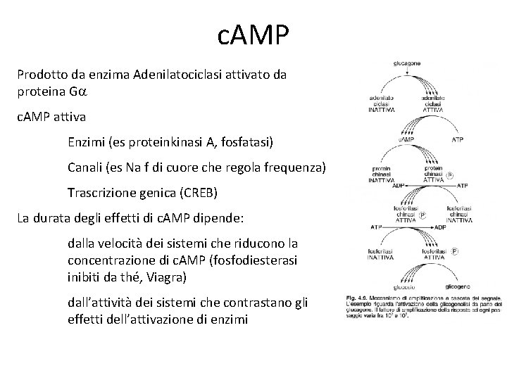 c. AMP Prodotto da enzima Adenilatociclasi attivato da proteina Ga c. AMP attiva Enzimi