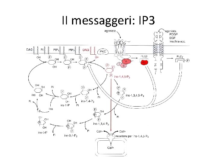 II messaggeri: IP 3 