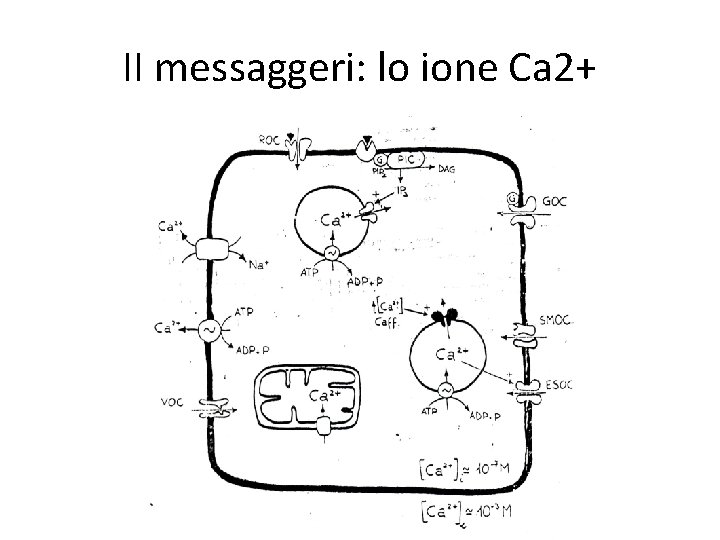 II messaggeri: lo ione Ca 2+ 