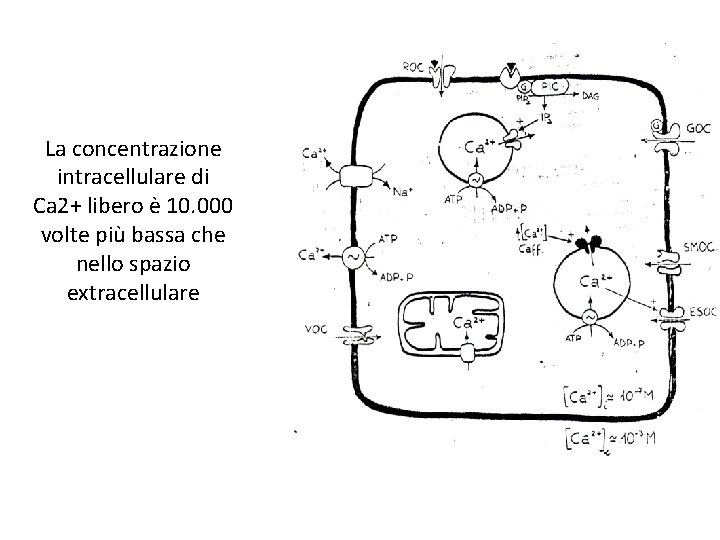 La concentrazione intracellulare di Ca 2+ libero è 10. 000 volte più bassa che