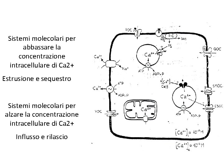 Sistemi molecolari per abbassare la concentrazione intracellulare di Ca 2+ Estrusione e sequestro Sistemi