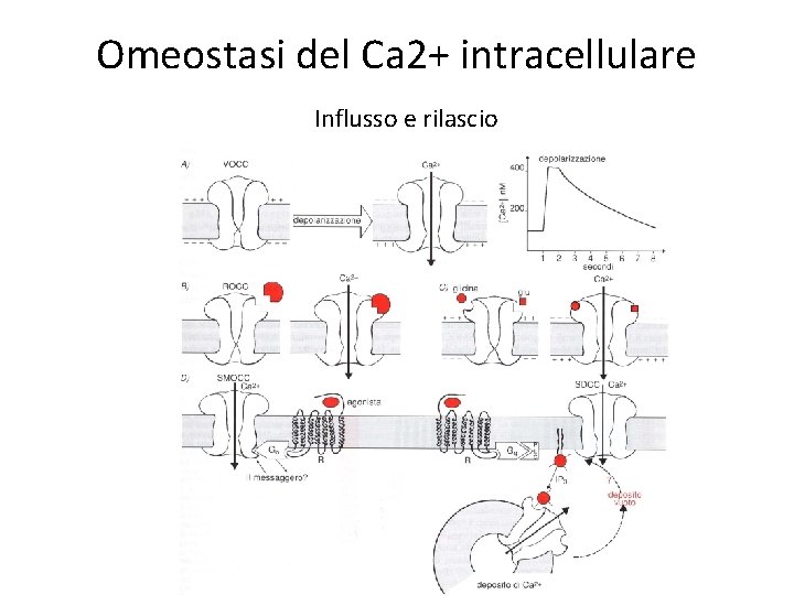 Omeostasi del Ca 2+ intracellulare Influsso e rilascio 