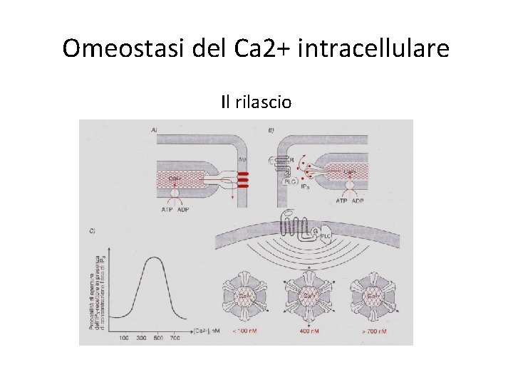 Omeostasi del Ca 2+ intracellulare Il rilascio 