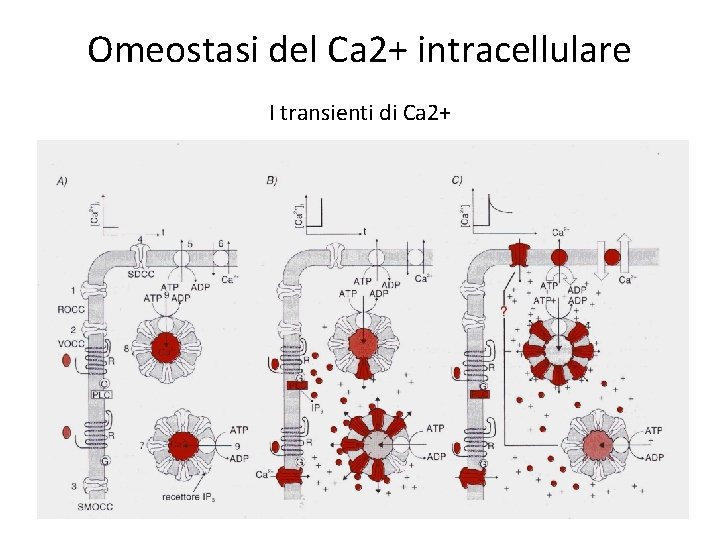 Omeostasi del Ca 2+ intracellulare I transienti di Ca 2+ 