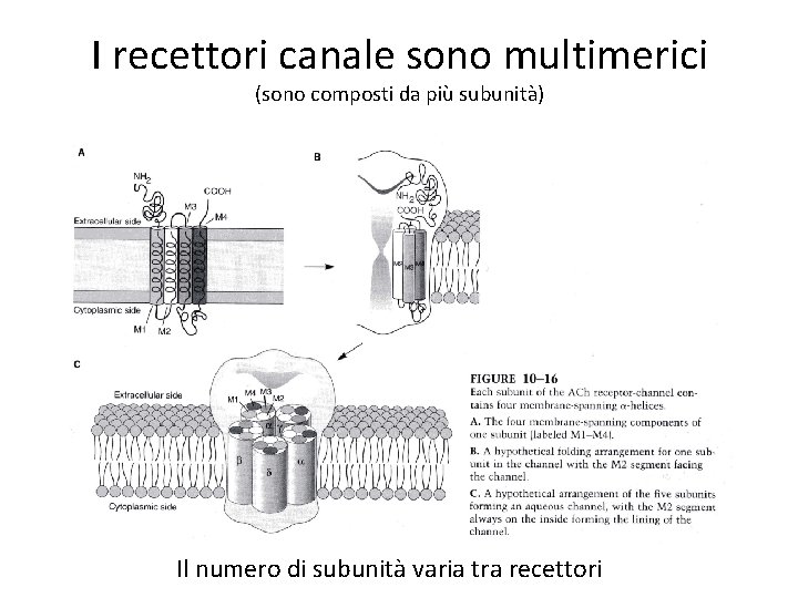 I recettori canale sono multimerici (sono composti da più subunità) Il numero di subunità