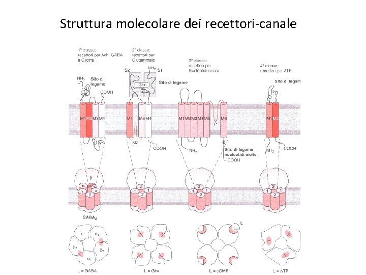 Struttura molecolare dei recettori-canale 