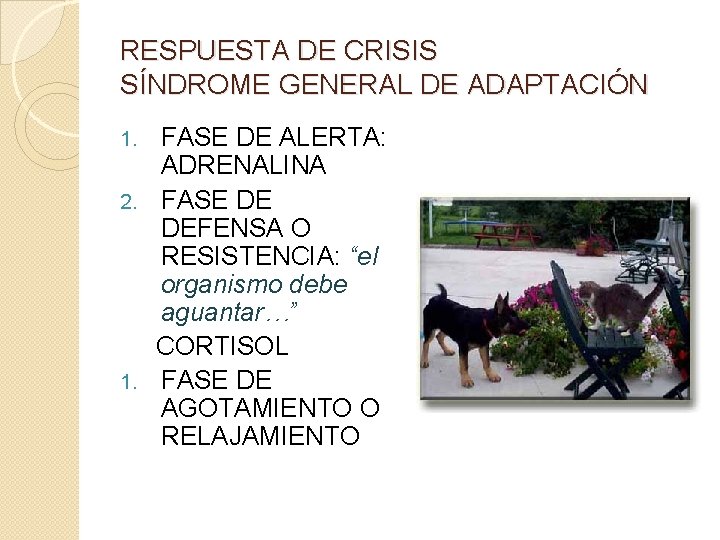 RESPUESTA DE CRISIS SÍNDROME GENERAL DE ADAPTACIÓN FASE DE ALERTA: ADRENALINA 2. FASE DE