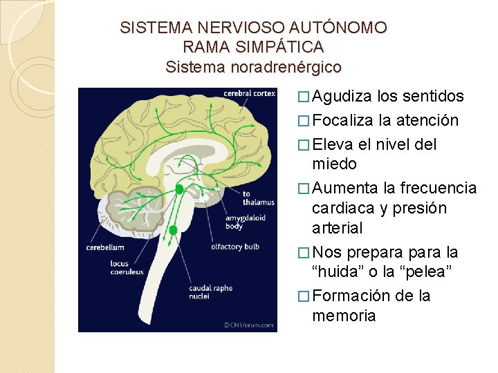 SISTEMA NERVIOSO AUTÓNOMO RAMA SIMPÁTICA Sistema noradrenérgico � Agudiza los sentidos � Focaliza la