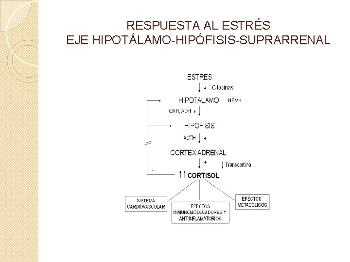 RESPUESTA AL ESTRÉS EJE HIPOTÁLAMO-HIPÓFISIS-SUPRARRENAL NPVH 