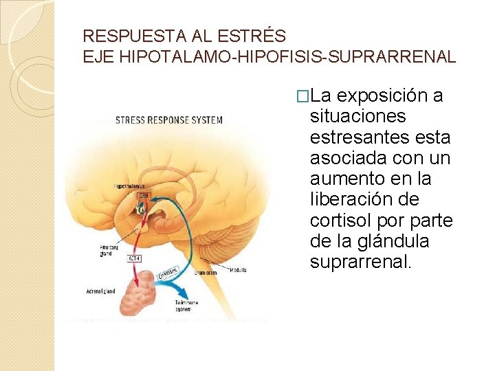 RESPUESTA AL ESTRÉS EJE HIPOTALAMO-HIPOFISIS-SUPRARRENAL �La exposición a situaciones estresantes esta asociada con un